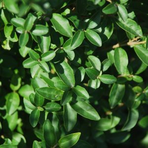 LIGUSTRUM sinense