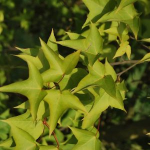 LIQUIDAMBAR formosana