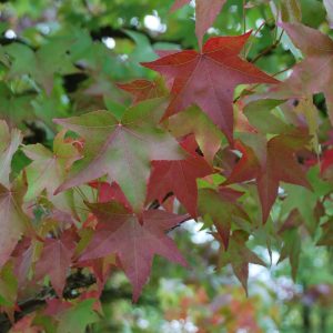 LIQUIDAMBAR styraciflua