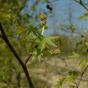 LIQUIDAMBAR styraciflua 'Worplesdon'