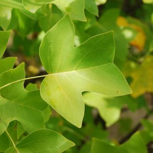 LIRIODENDRON tulipifera