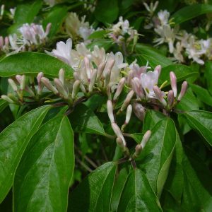 LONICERA maackii 'Podocarpa'