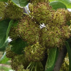 MACLURA pomifera