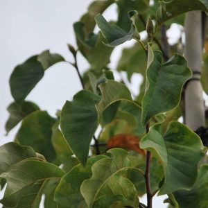 MAGNOLIA 'Heaven Scent'