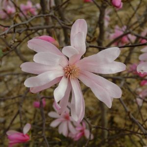 MAGNOLIA loebneri 'Leonard Messel'