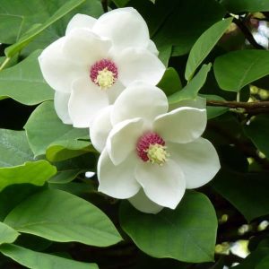MAGNOLIA sieboldii