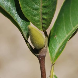MAGNOLIA soulangeana