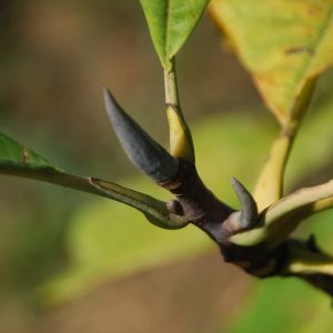 MAGNOLIA tripetala