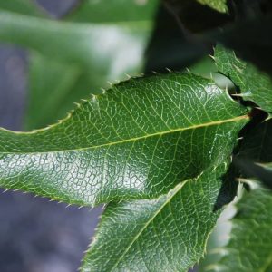 MAHOBERBERIS miethkeana