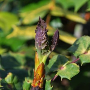 MAHONIA japonica 'Bealei'