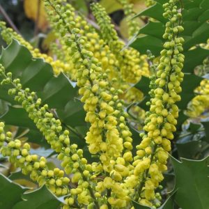 MAHONIA media 'Charity'