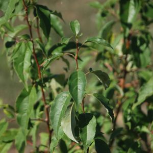 MALUS baccata