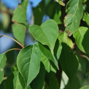 MALUS baccata 'Mandshurica'