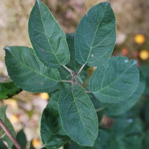 MALUS 'Golden Hornet'