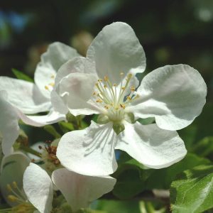 MALUS 'Montreal Beauty'