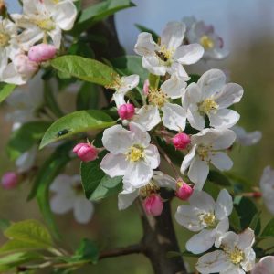 MALUS 'Red Sentinel'
