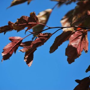 MALUS sieboldii 'Purpurea'