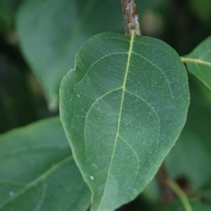 MALUS 'White Candle'