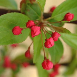 MALUS 'Professor Sprenger'