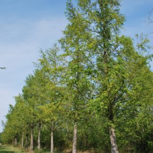 METASEQUOIA glyptostroboides