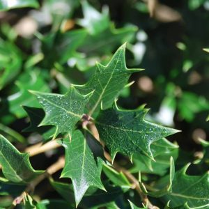 OSMANTHUS heterophyllus