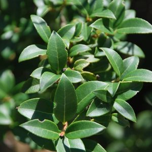 OSMANTHUS burkwoodii