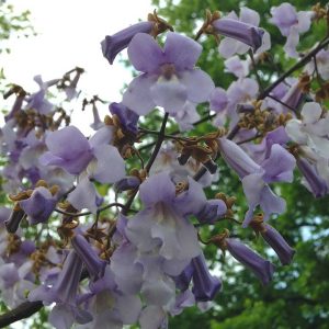 PAULOWNIA fortunei 'Stiligensis'