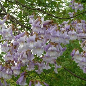 PAULOWNIA tomentosa