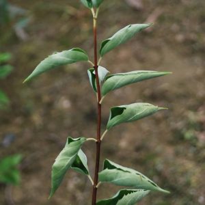 PHILADELPHUS coronarius