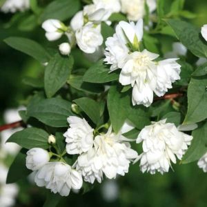 PHILADELPHUS 'Manteau d'Hermine'