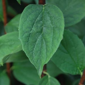 PHILADELPHUS virginalis