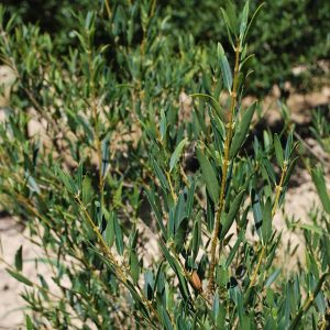 PHILLYREA angustifolia