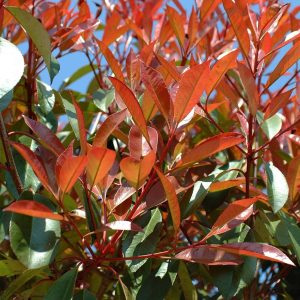 PHOTINIA fraseri 'Red Robin'