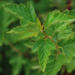 PHYSOCARPUS opulifolius