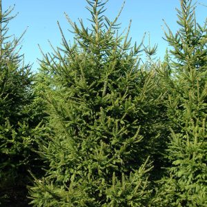 PICEA abies