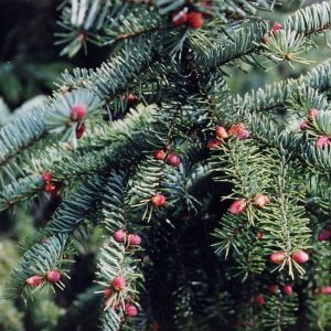 PICEA omorika