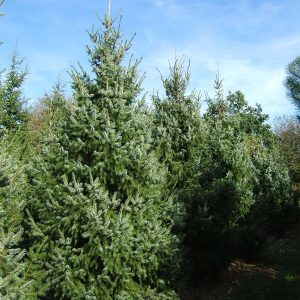 PICEA omorika