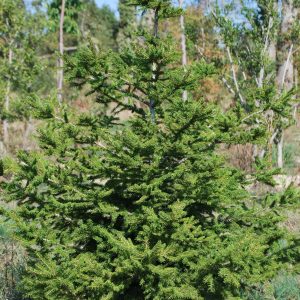 PICEA orientalis