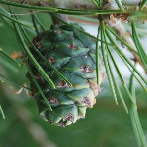 PINUS bungeana