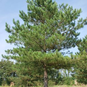 PINUS nigra laricio
