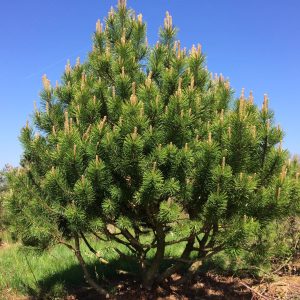 PINUS mugo 'Mughus'