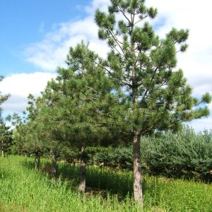 PINUS nigra austriaca