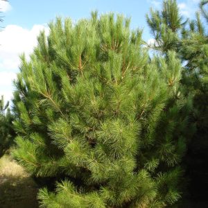PINUS nigra 'Salzmannii'