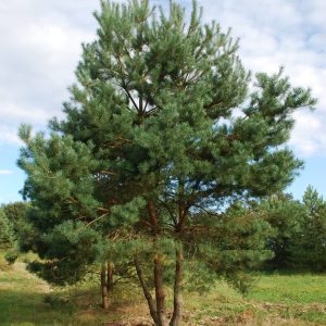 PINUS sylvestris