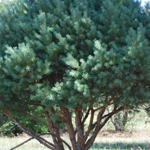 PINUS sylvestris 'Watereri'