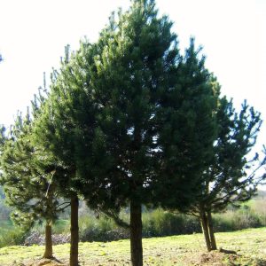 PINUS uncinata