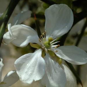 PONCIRUS trifoliata