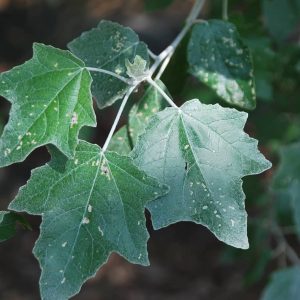 POPULUS alba