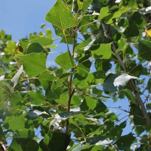 POPULUS nigra