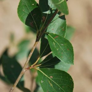 POPULUS simonii